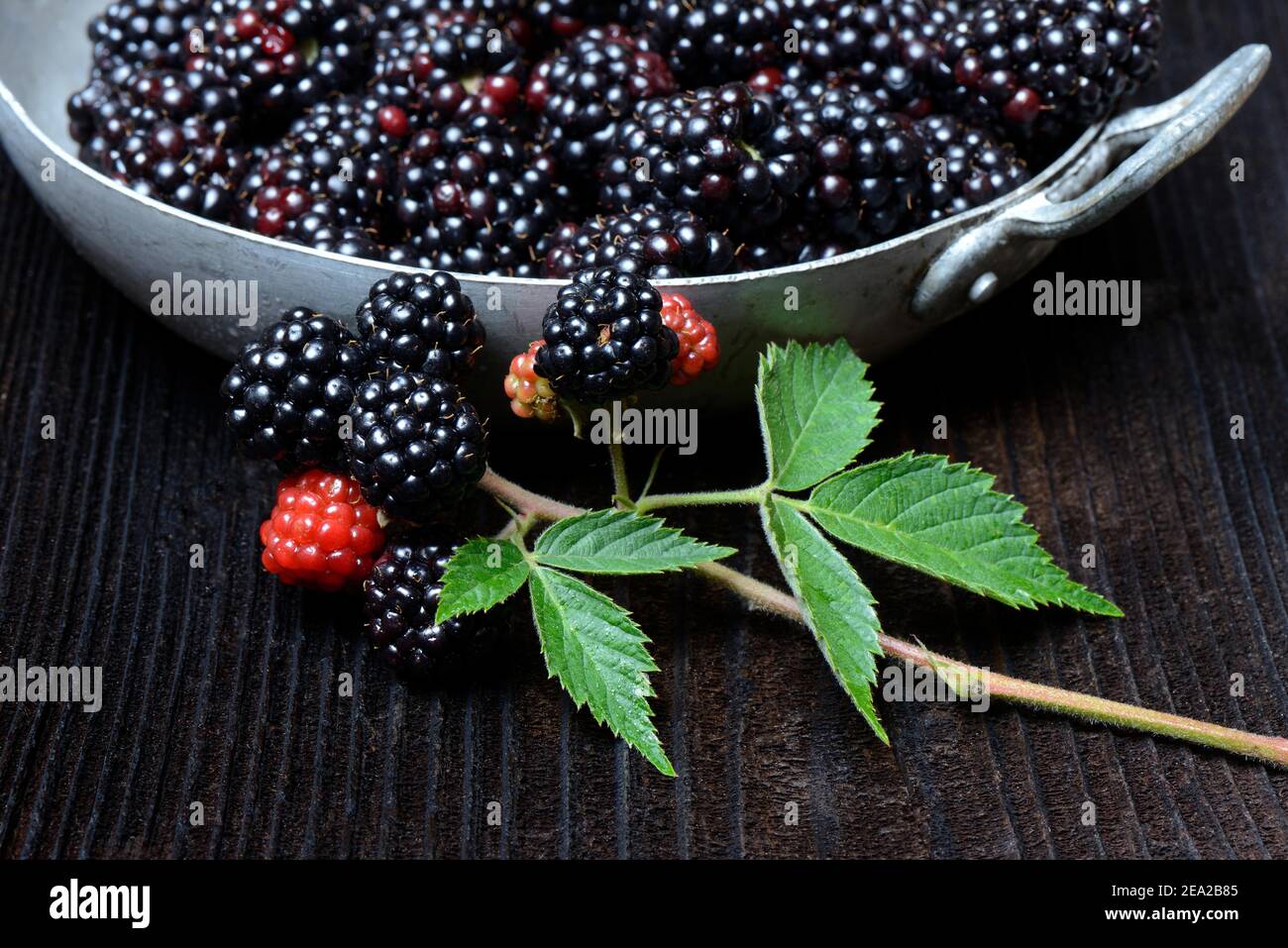 Mûres (Rubus fruticosus) dans un bol Banque D'Images