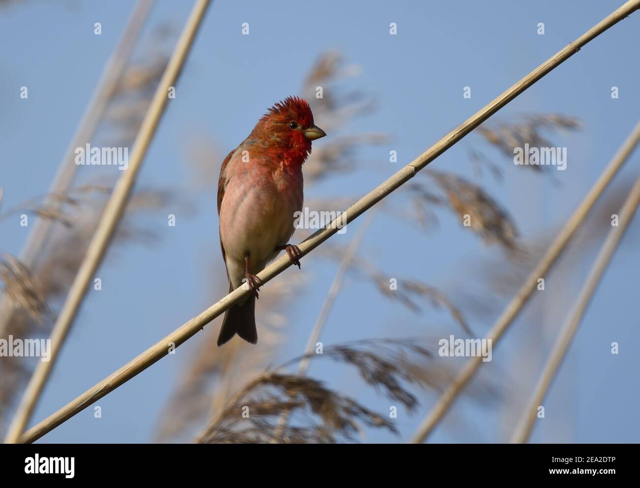 Rosefinch mâle commun (Carpodacus erythrinus) avec belle tête rouge. Banque D'Images