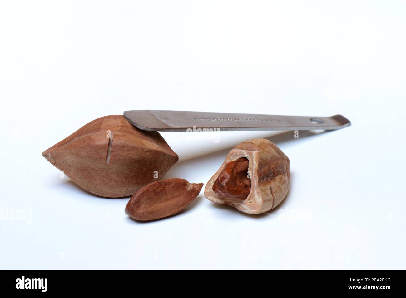 Pilinuts pré-marqués et ouverts avec des pili crackers ( Canarium ovatum) Banque D'Images