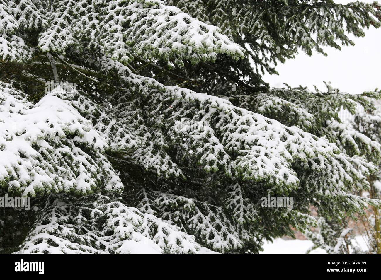 Gros plan de branches de sapin couvertes de neige isolées Banque D'Images