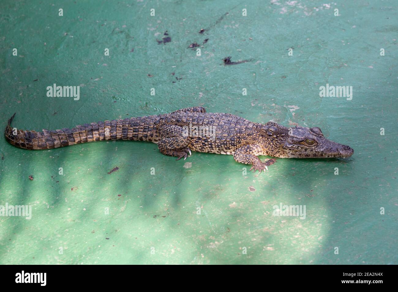 Crocodile cubain, Crocodylus rhombifer, unique immature, ferme aux crocodiles de la Boca, Zapata, Matanzas, Cuba (en captivité) Banque D'Images