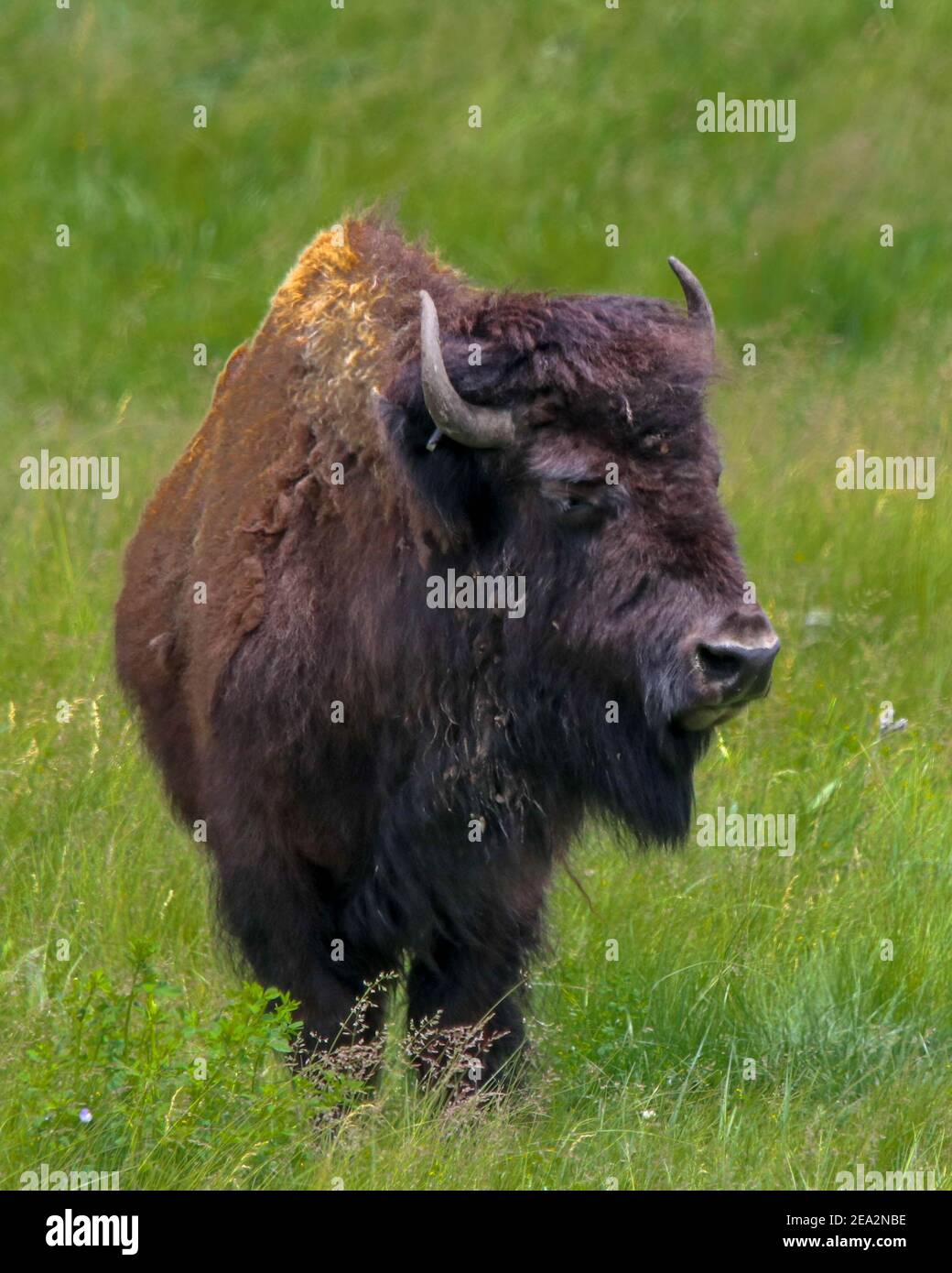 Bison dans les Black Hills, Dakota du Sud Photo Stock Alamy