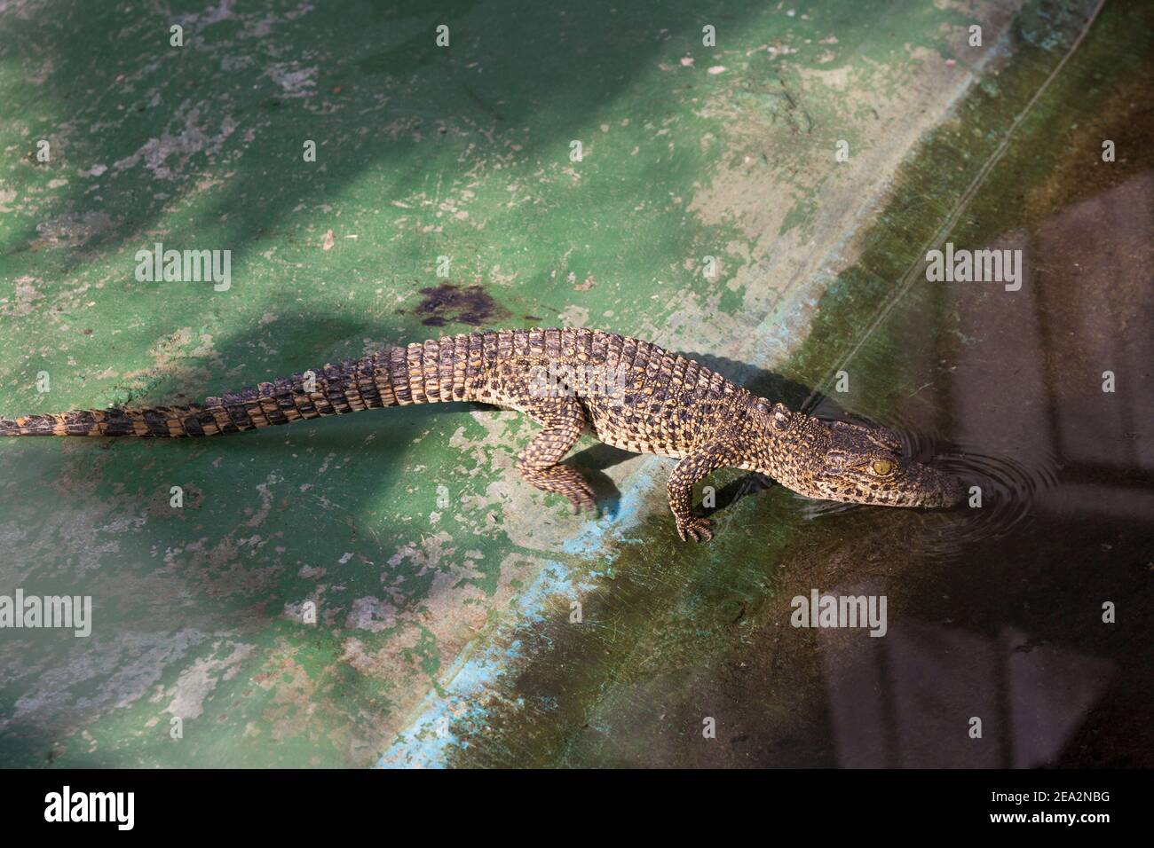Crocodile cubain, Crocodylus rhombifer, eau d'entrée immature unique, ferme aux crocodiles de la Boca, Zapata, Matanzas, Cuba (en captivité) Banque D'Images