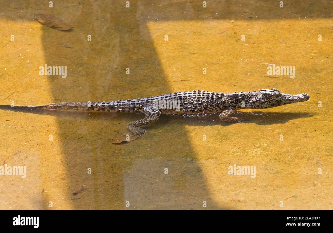 Crocodile cubain, Crocodylus rhombifer, baignade immature unique, ferme aux crocodiles de la Boca, Zapata, Matanzas, Cuba (en captivité) Banque D'Images