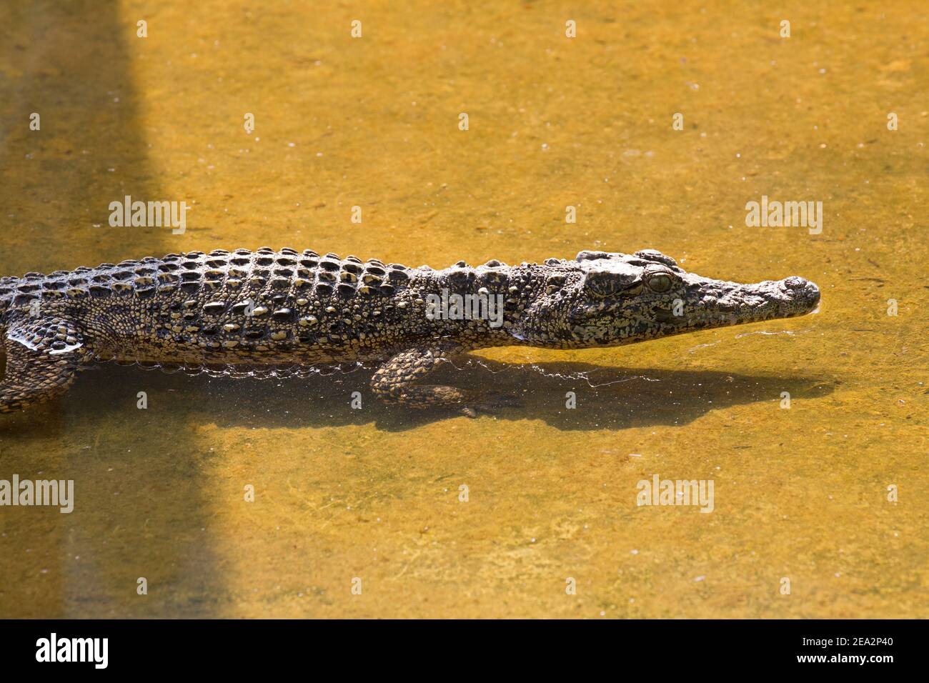 Crocodile cubain, Crocodylus rhombifer, baignade immature unique, ferme aux crocodiles de la Boca, Zapata, Matanzas, Cuba (en captivité) Banque D'Images