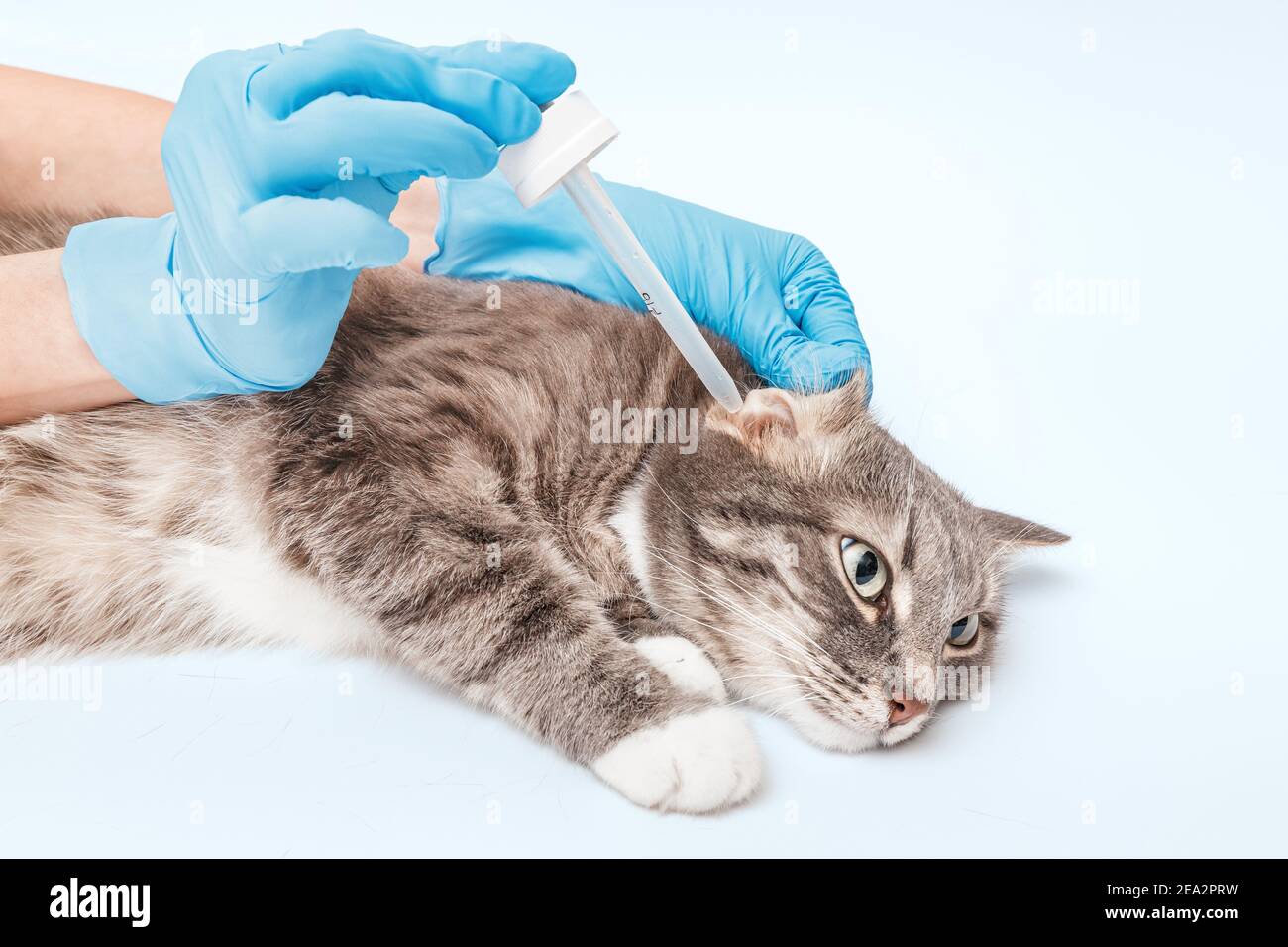 Le Veterinaire Depose Un Medicament Pour Les Acariens De L Oreille Ou L Otite A Un Chat Dans Une Clinique Veterinaire Des Medicaments Modernes Pour Lutter Contre Les Parasites Et Les Infections Bacteriennes Photo