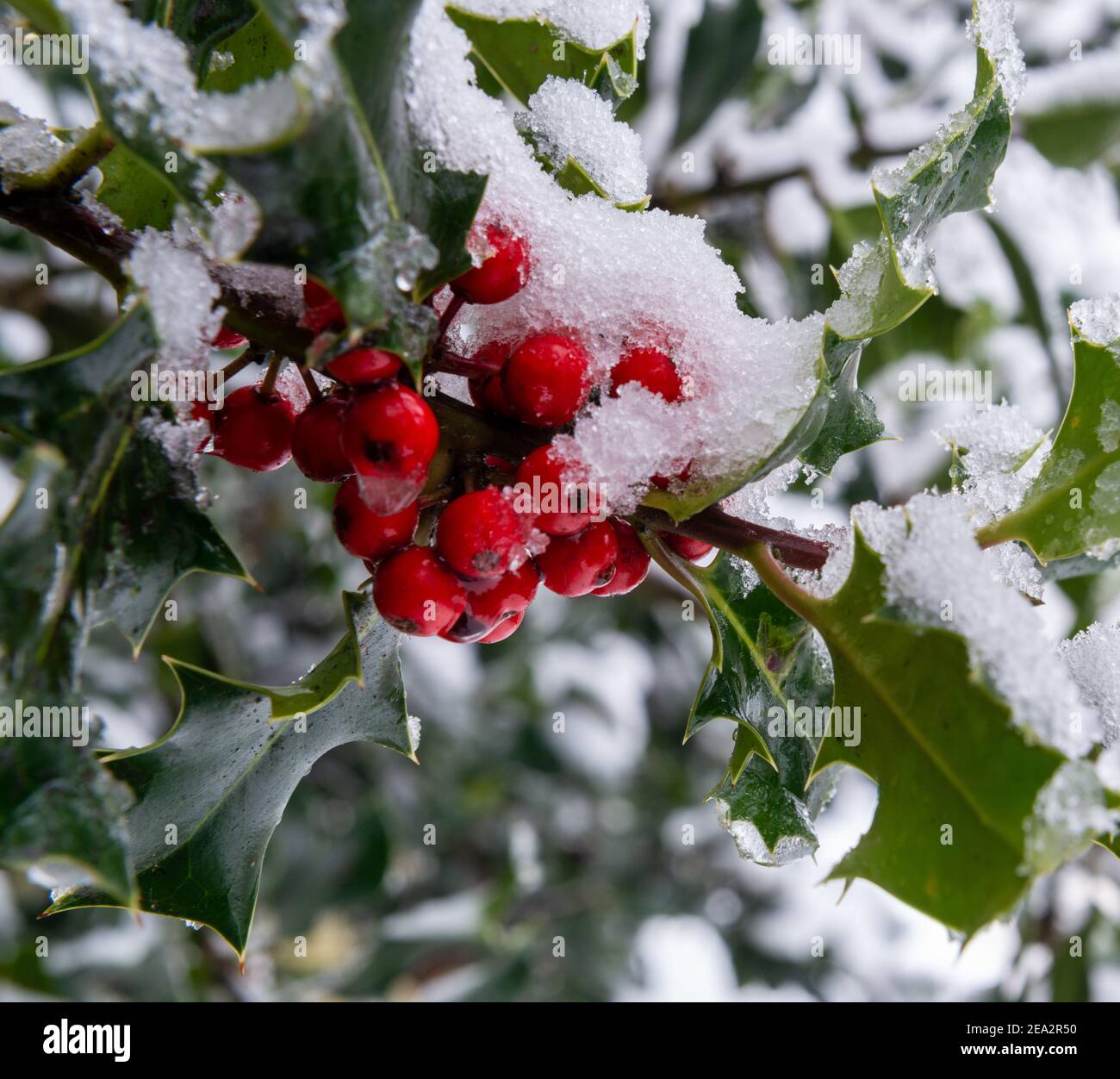 Branche d'un Bush houx aux baies rouges et vertes feuilles couvertes de neige Banque D'Images