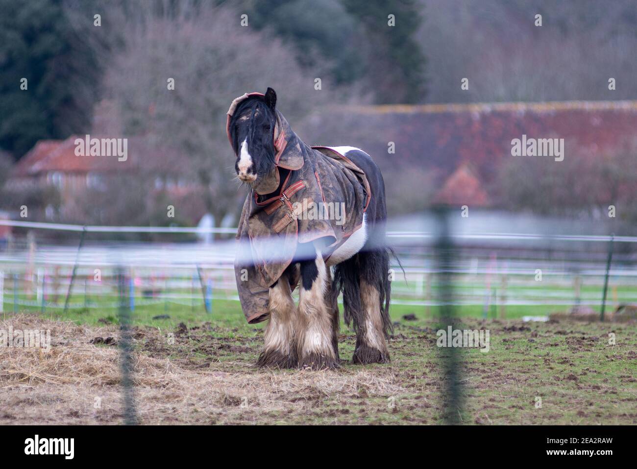 Manteau pour cheval cheap