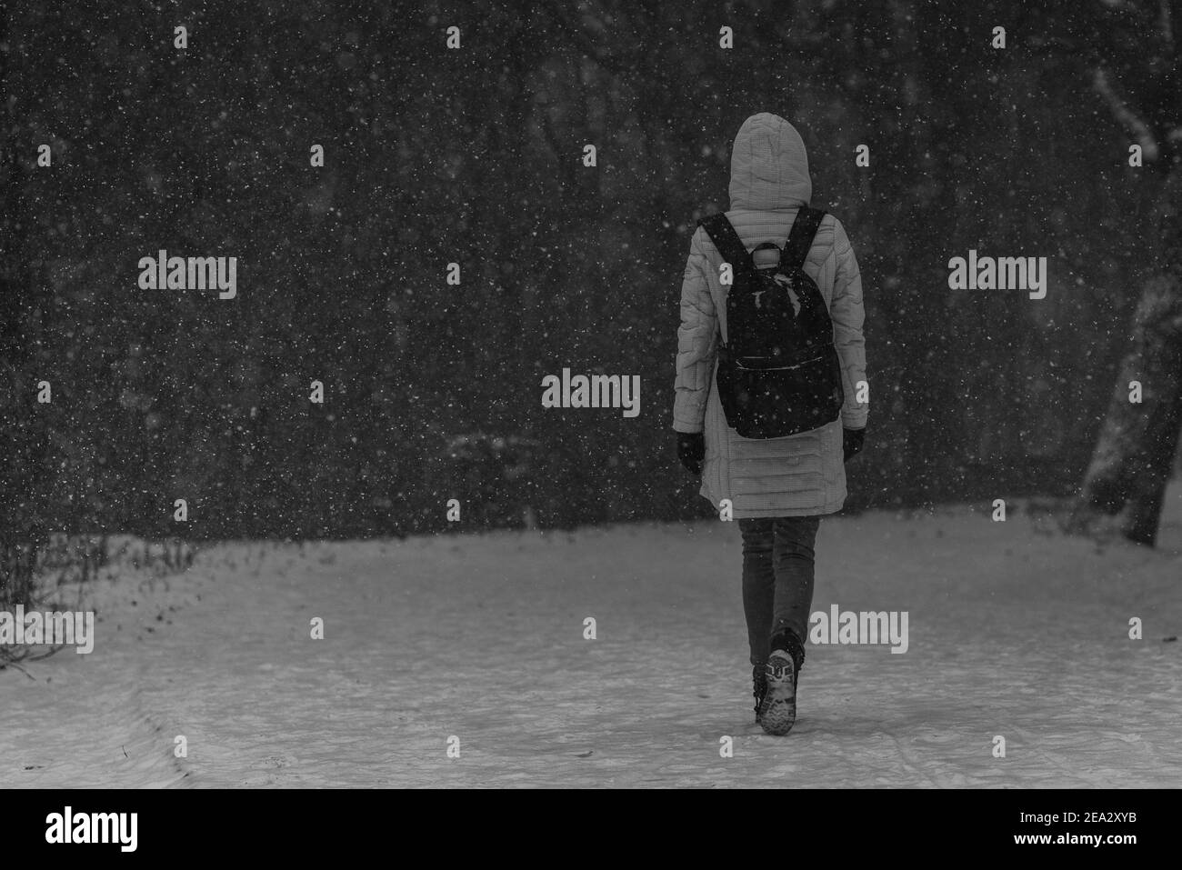 Une jeune femme marchant dans la tempête de neige, photographiée de l'arrière-plan, UNE femme marchant dans la neige, une forêt en arrière-plan, une photo en noir et blanc Banque D'Images