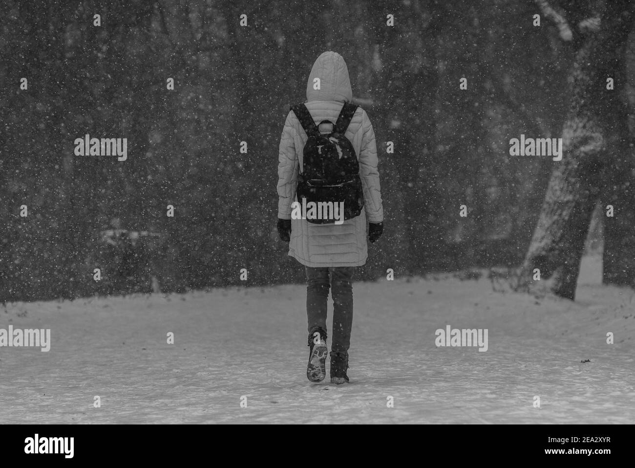Une jeune femme marchant dans la tempête de neige, photographiée de l'arrière-plan, UNE femme marchant dans la neige, une forêt en arrière-plan, une photo en noir et blanc Banque D'Images