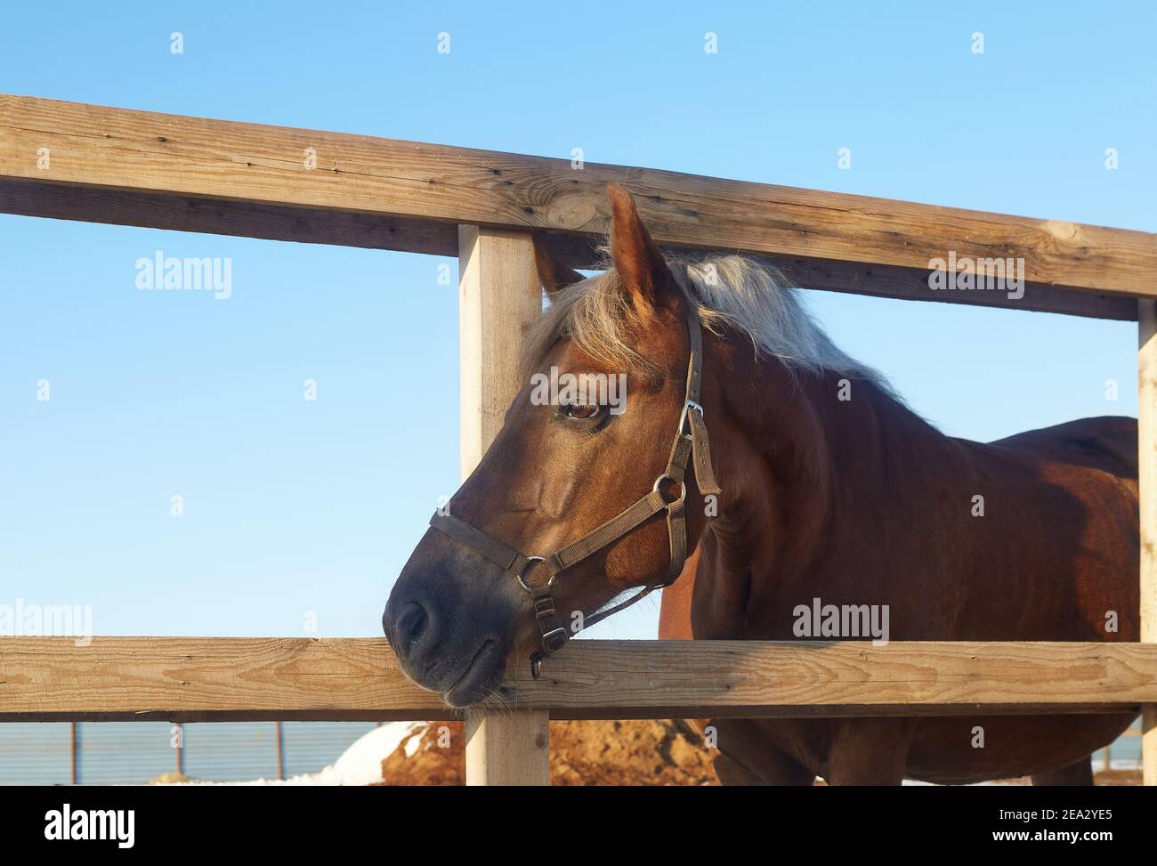 Cheval regardant à travers la clôture en bois du paddock - image à mise au point sélective Banque D'Images