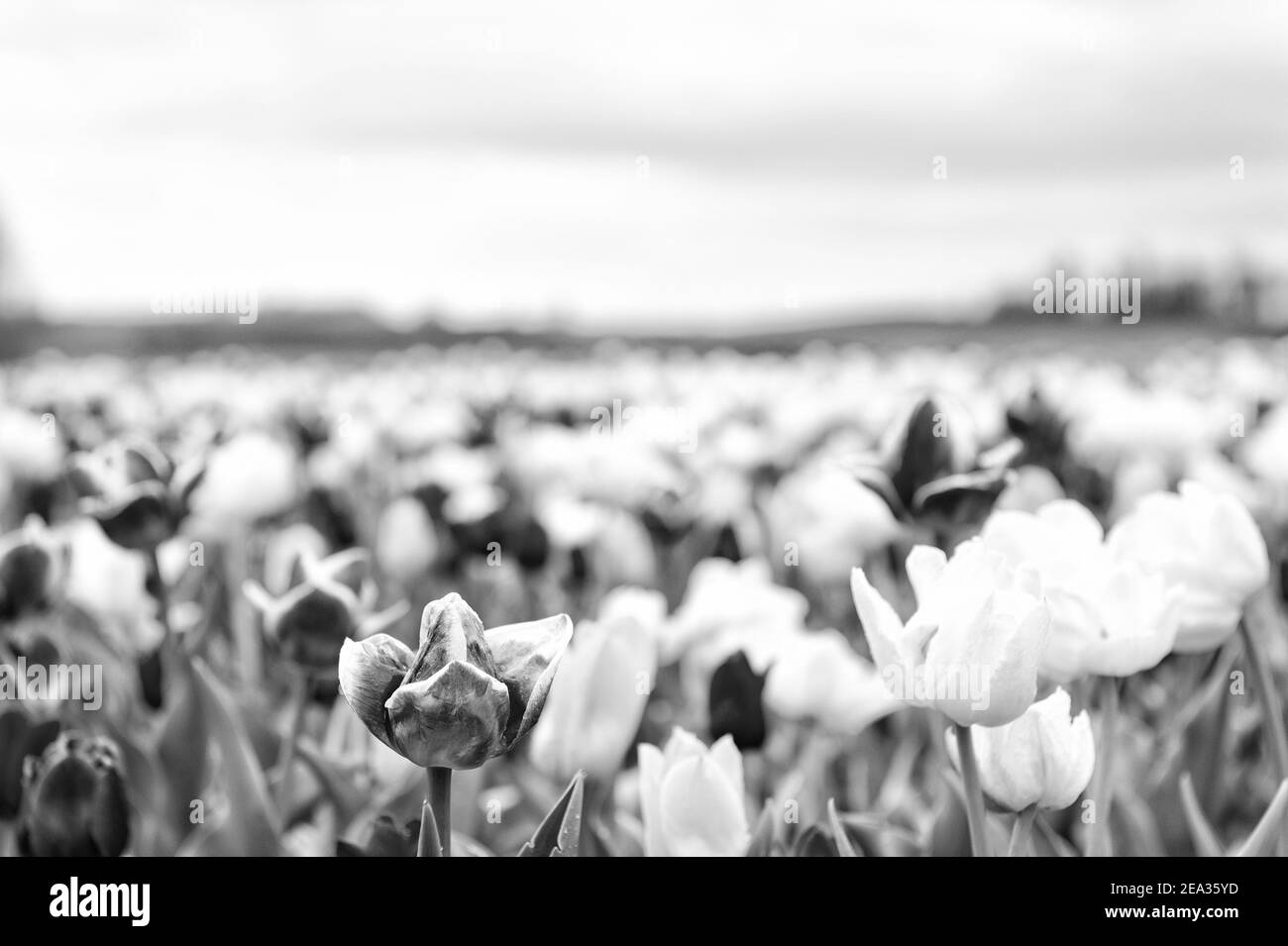 liberté. fleur de tulipe au printemps. fleur de tulipe lumineuse avec ciel. champ de fleurs d'été. jardinage et fleuristique. nature beauté et fraîcheur. Tulipes de culture à vendre. Beaucoup de fleurs pour le magasin. Banque D'Images