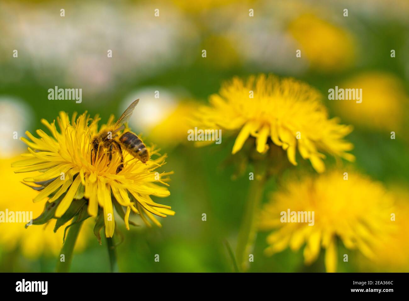 Honey Bee Springtime scène pollinisant les fleurs jaunes de pissenlit Banque D'Images