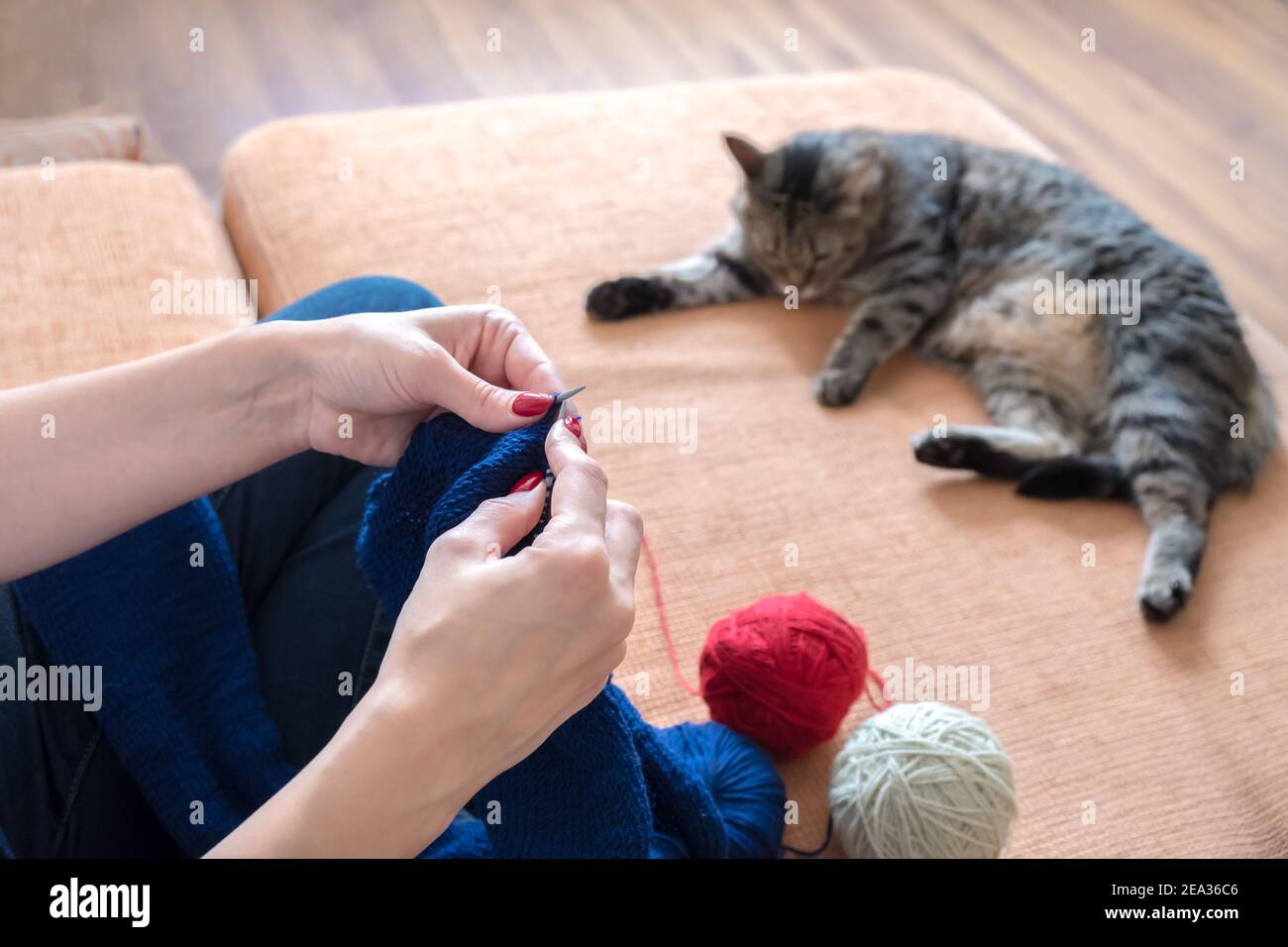 Gros plan des mains de femmes avec des boules de fil, avec des aiguilles à tricoter et un chat en arrière-plan. Banque D'Images