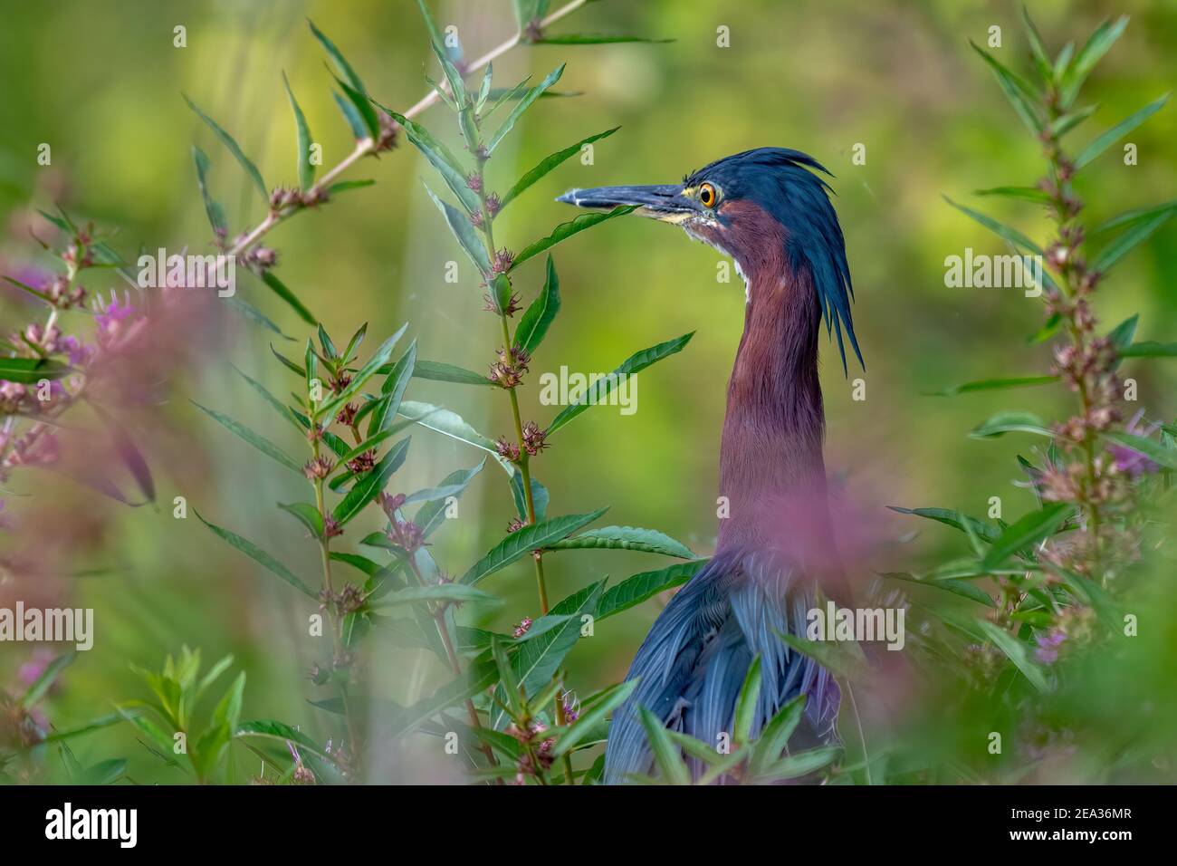 Heron vert chasse sur l'eau dans son habitat Banque D'Images