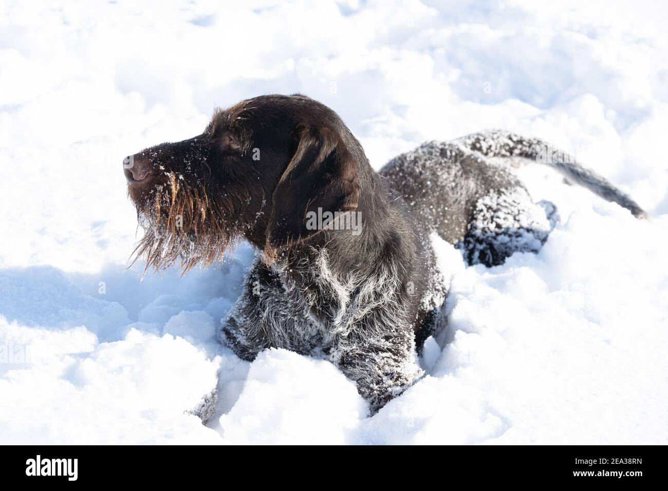 Un grand chien de chasse se trouve dans la neige profonde après une longue course. Le pointeur allemand à poil dur est le chien idéal pour la chasse au gibier sauvage. Banque D'Images