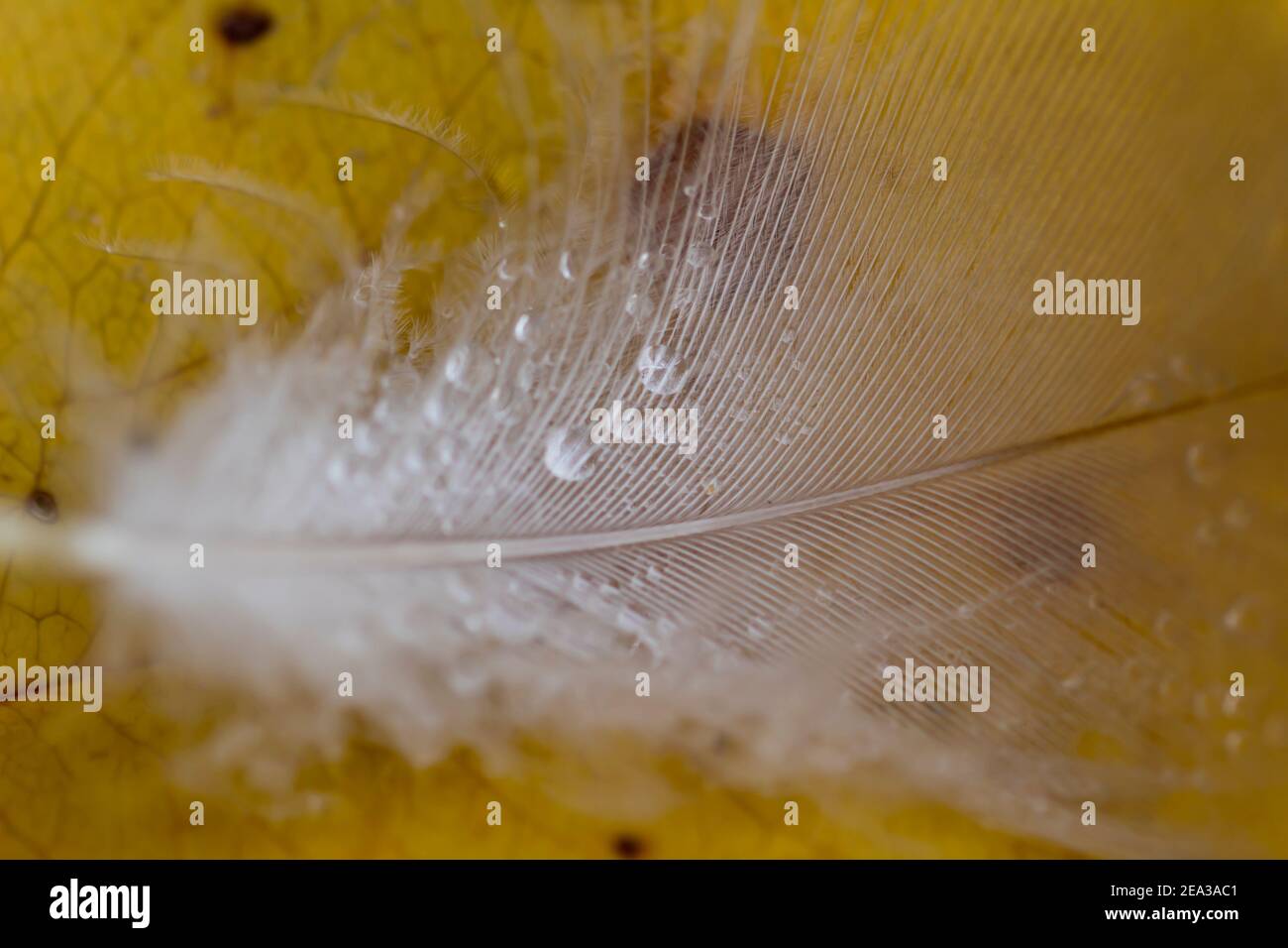 La durée de vie de la plume blanche et de la pluie tombe sur fond de feuille jaune. Banque D'Images