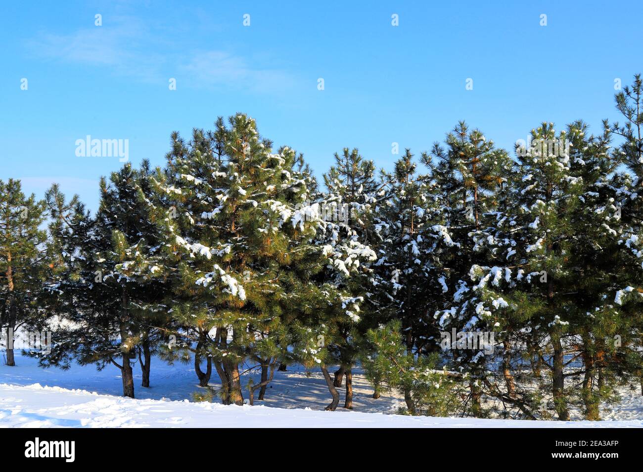 Paysage d'hiver. De beaux arbres de Noël, couverts de neige, se tiennent au bord de la forêt, dans le parc contre le ciel bleu Banque D'Images