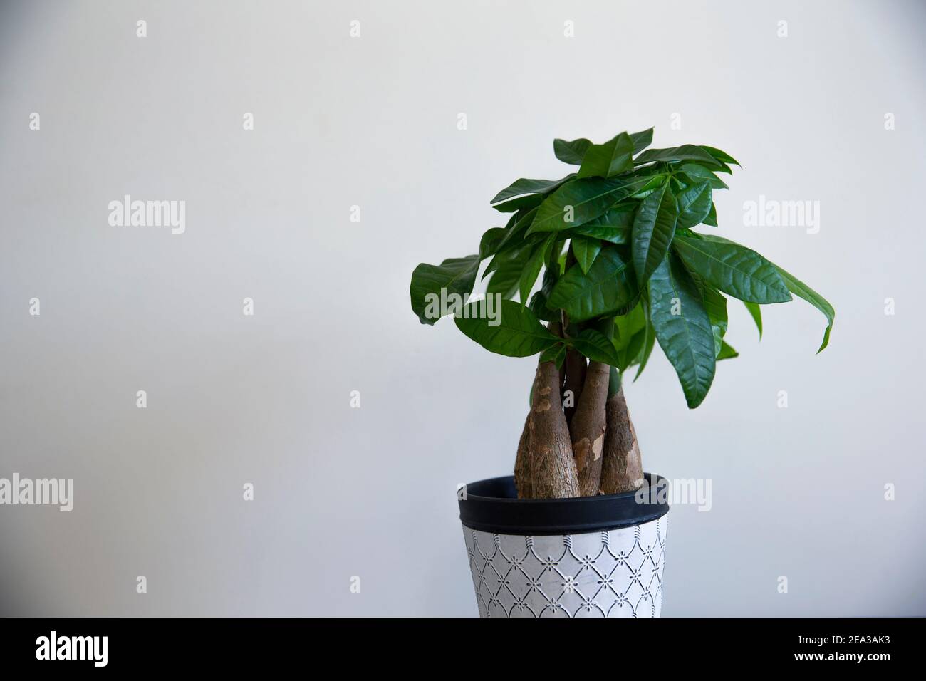 Une plante de l'arbre de l'argent avec tronc tressé orné dans un pot à  motif blanc sur fond blanc Photo Stock - Alamy