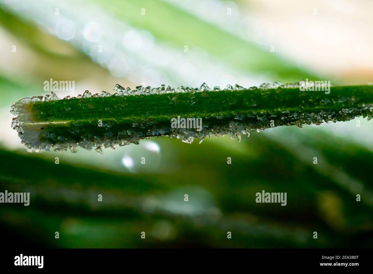 Cristaux de glace sur la lame de macrophotographie d'herbe Banque D'Images