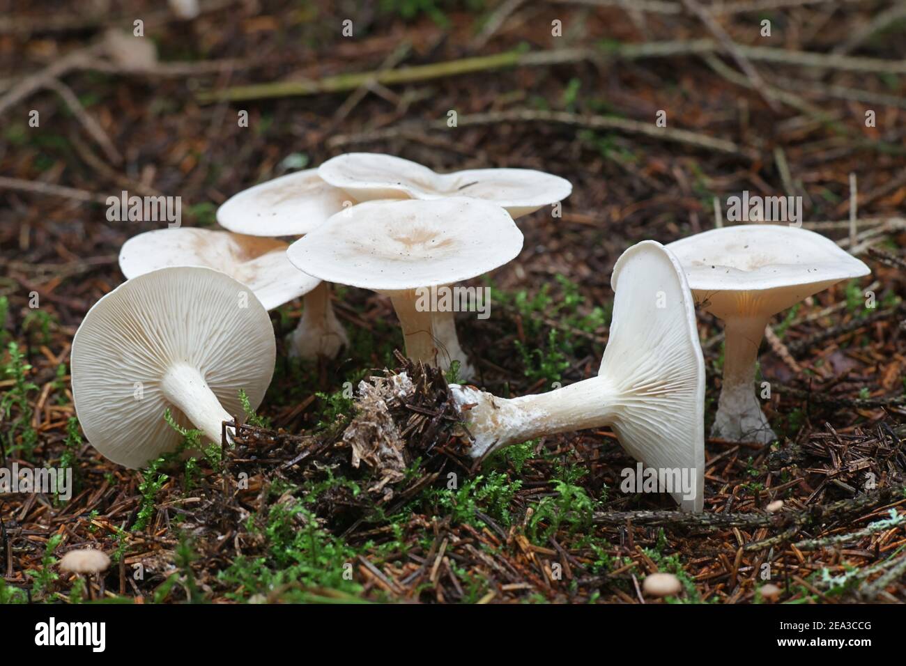Clitocybe odora, connu sous le nom de Aniseed Toadstool ou Aniseed Funnel Cap, champignons sauvages de Finlande Banque D'Images