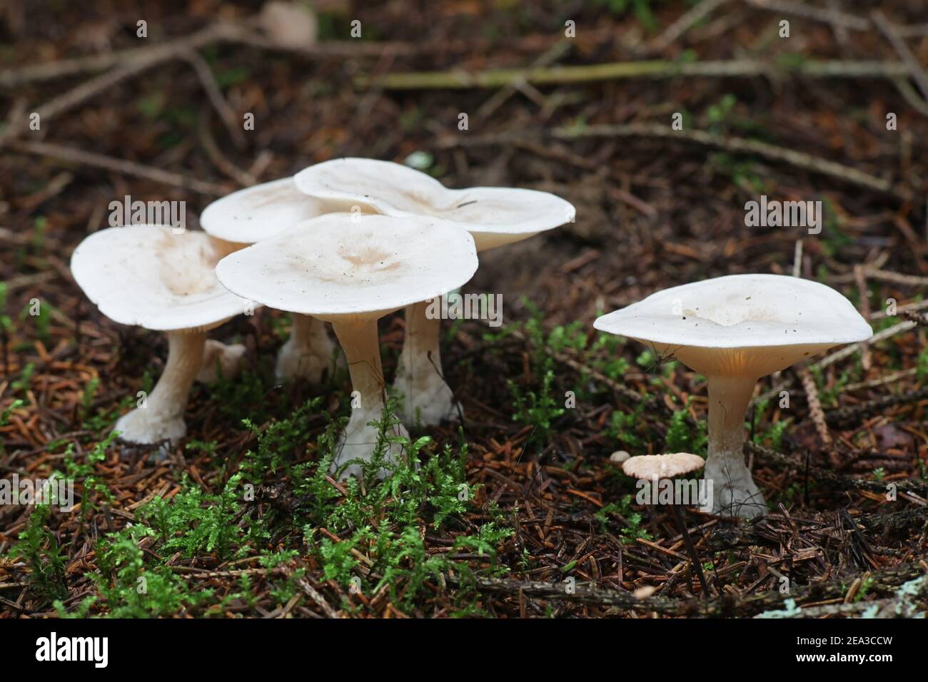 Clitocybe odora, connu sous le nom de Aniseed Toadstool ou Aniseed Funnel Cap, champignons sauvages de Finlande Banque D'Images