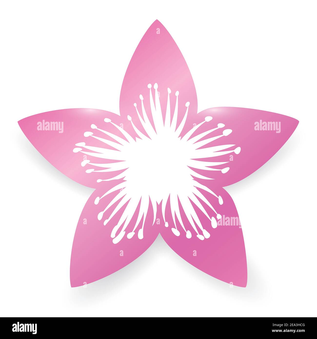 Silhouette de fleur rose de cerisier fleuri avec filaments et anthers détails, isolé sur fond blanc. Illustration de Vecteur