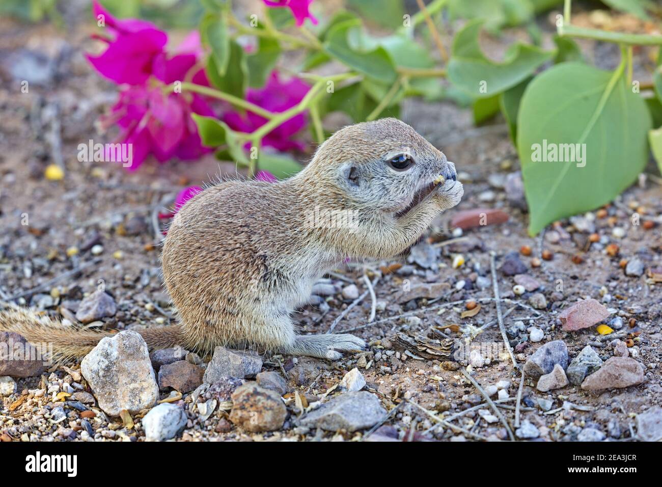 L'écureuil moulu à queue ronde grignote des graines devant des bougainvilliers à Tucson, Arizona, États-Unis. Banque D'Images