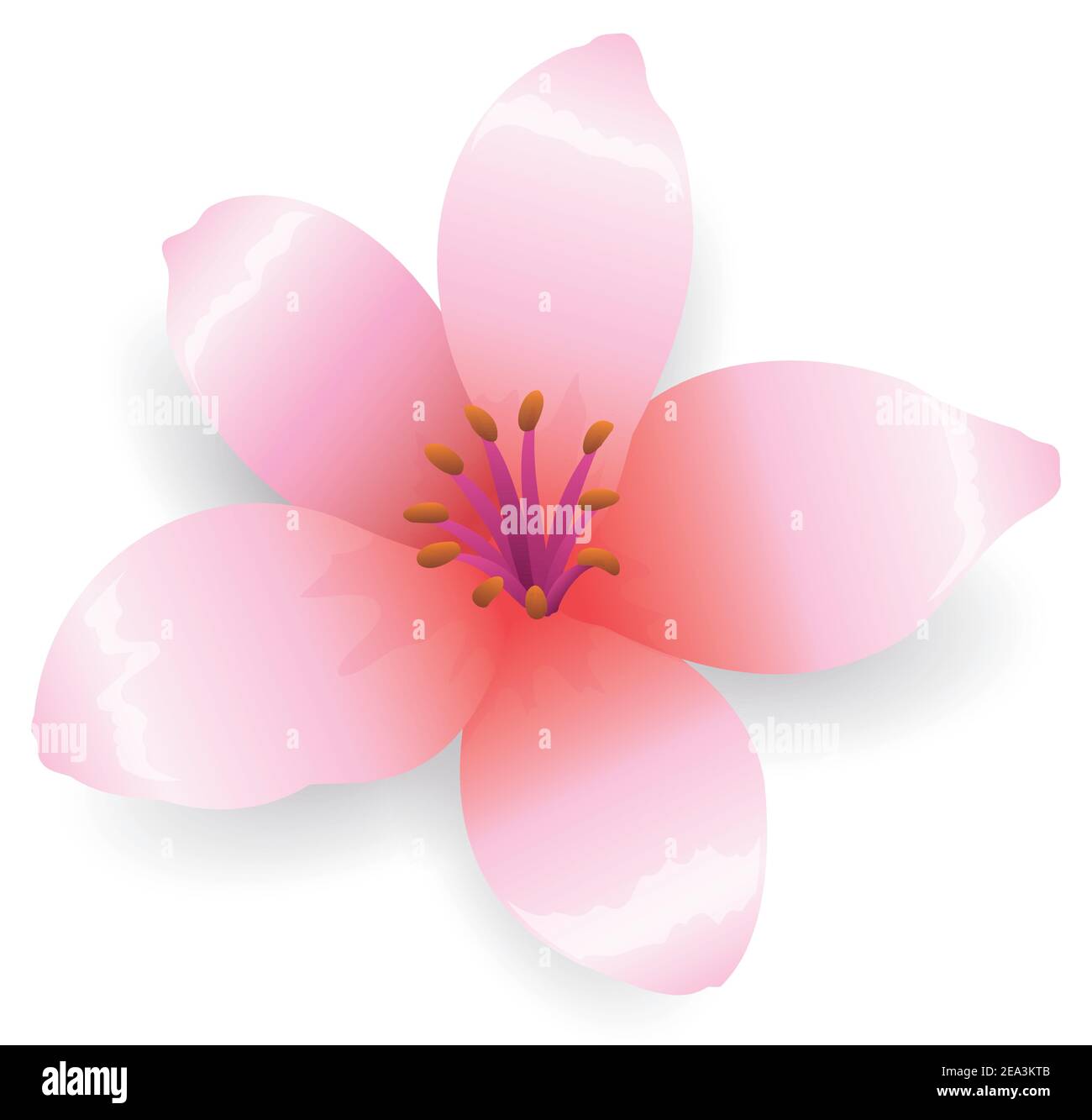 Fleur de cerisier magnifiquement fleuri - également appelé 'sakura' au Japon - isolé sur fond blanc Illustration de Vecteur