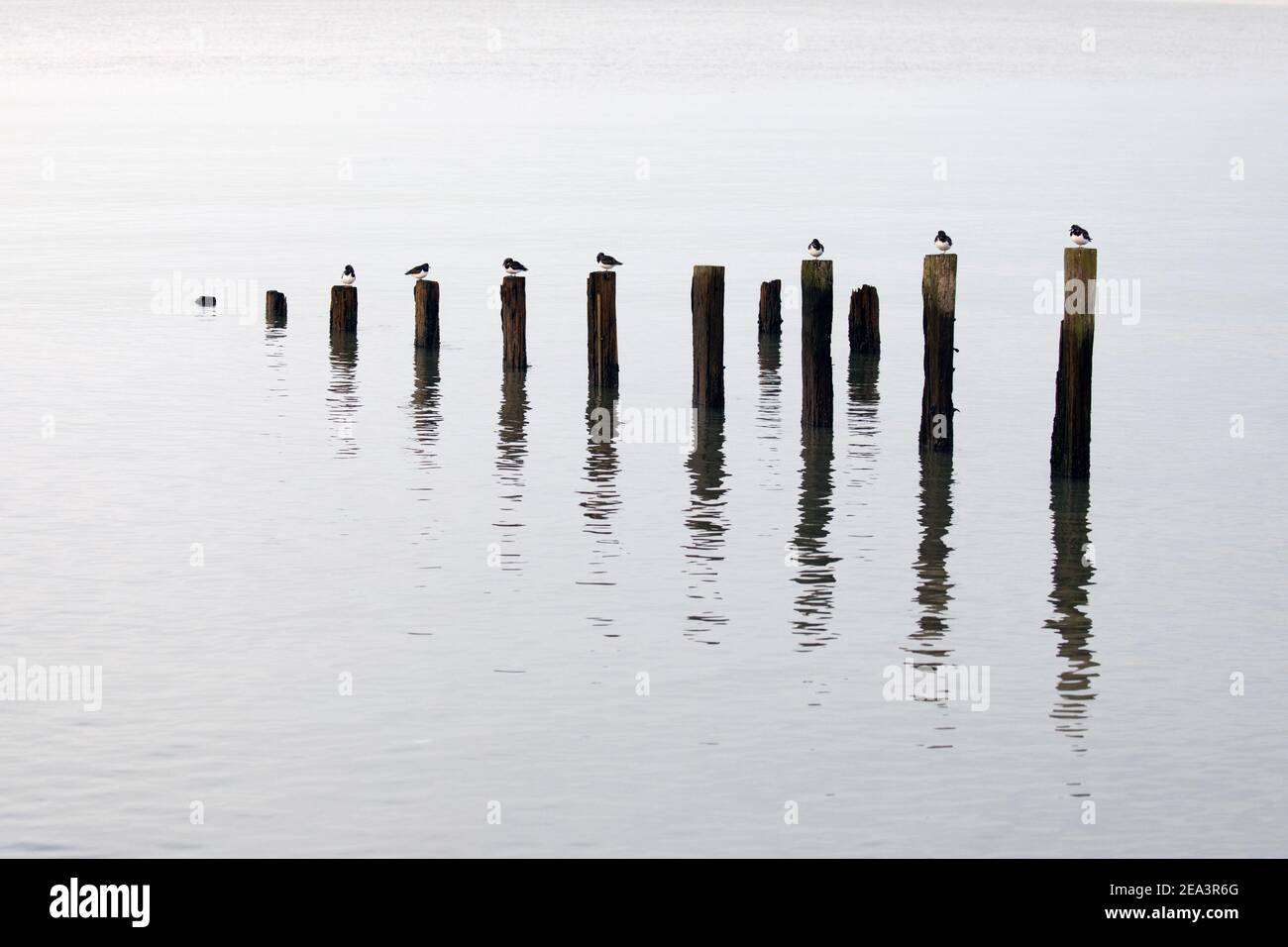 Pierres de tourniquet perchées sur les restes de vieux groynes reflétés dans l'eau calme. Banque D'Images