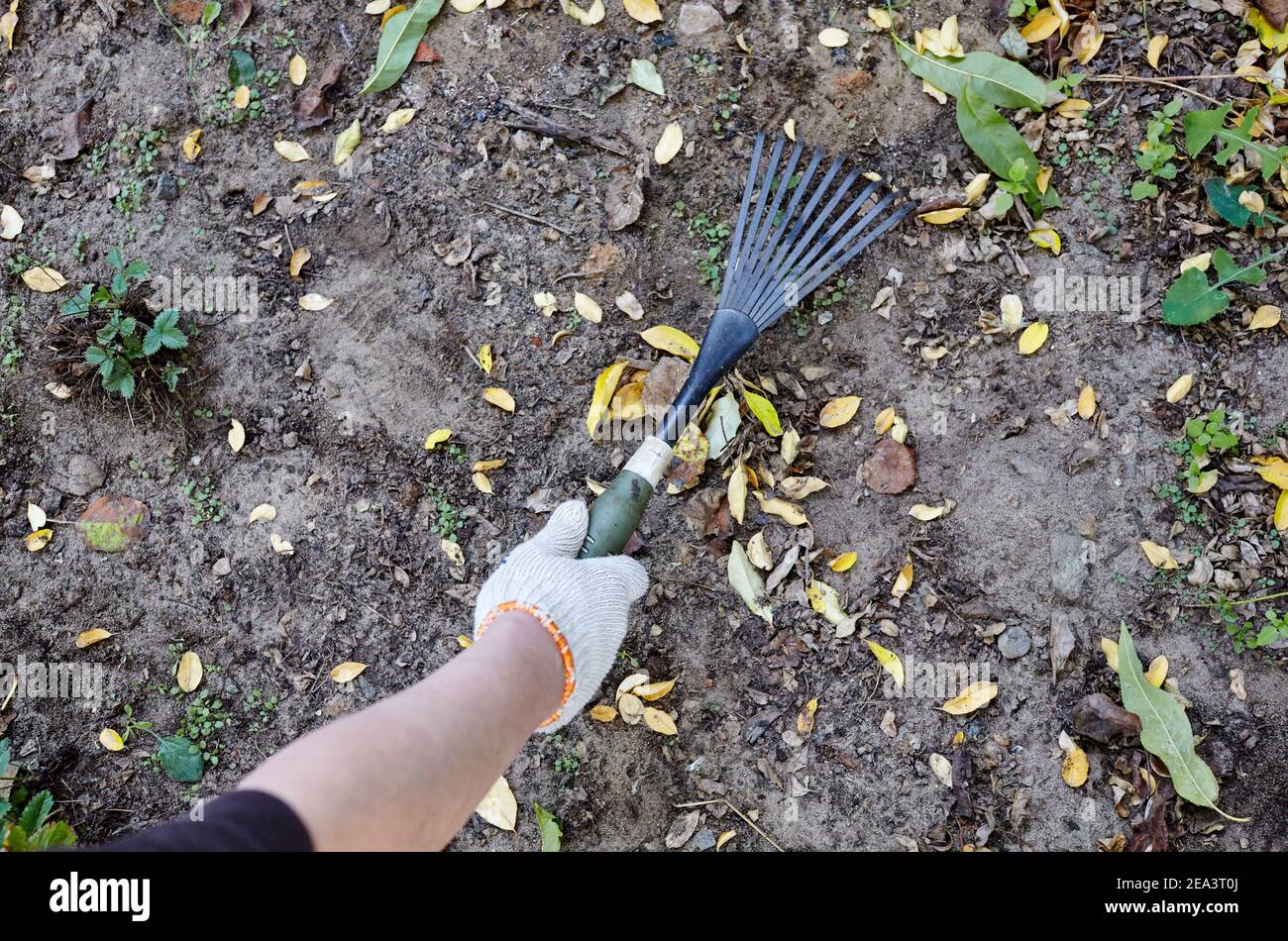 Femme jardinant dans l'arrière-cour. Les mains du jardinier utilisent un râteau pour libérer le sol pour planter des semences et des plantes Banque D'Images