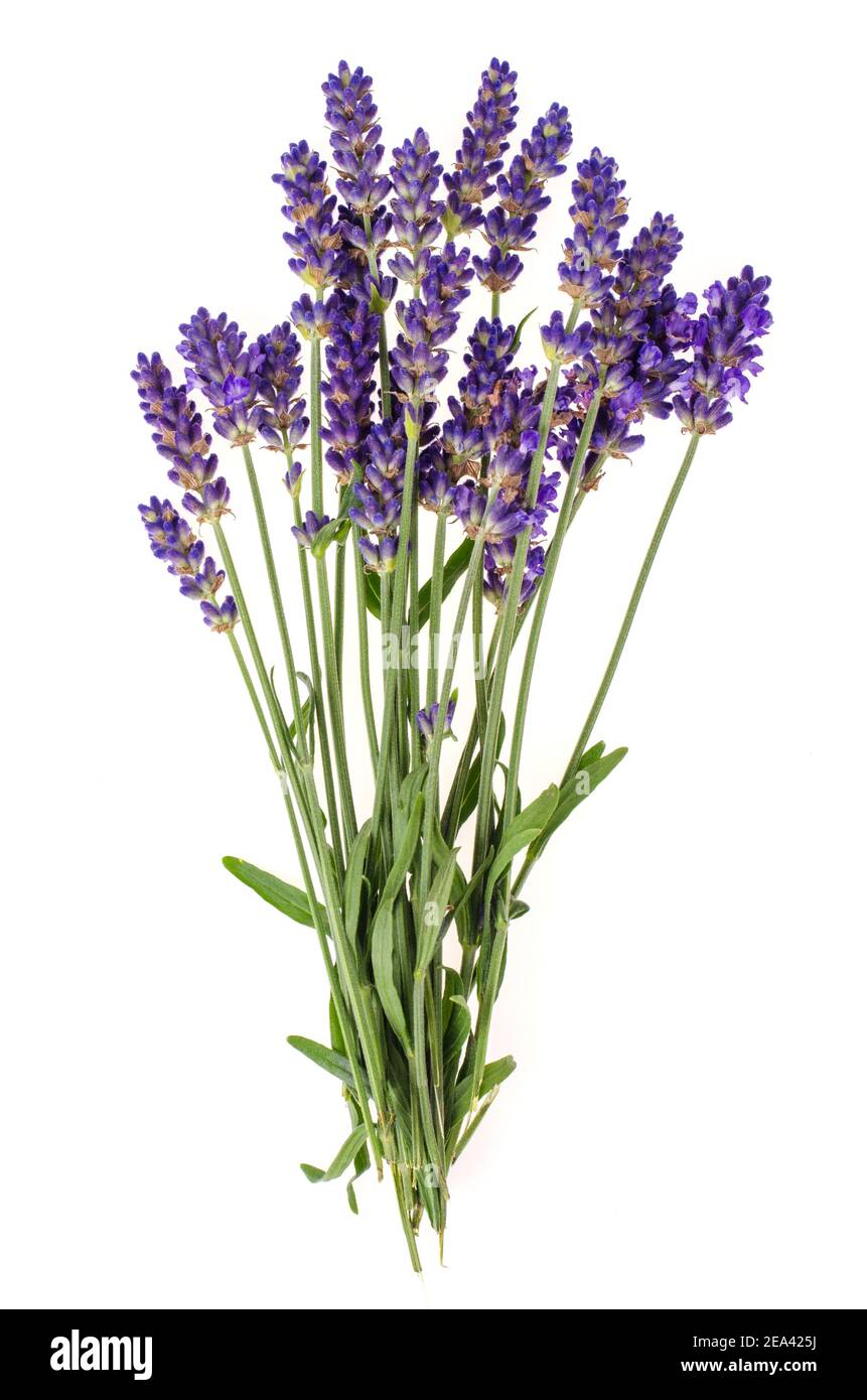 Petit bouquet de fleurs de lavande bleues. Studio photo Banque D'Images