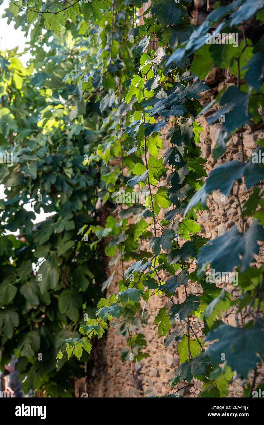 Vieux mur avec de l'ivy et quelques arbres. Banque D'Images