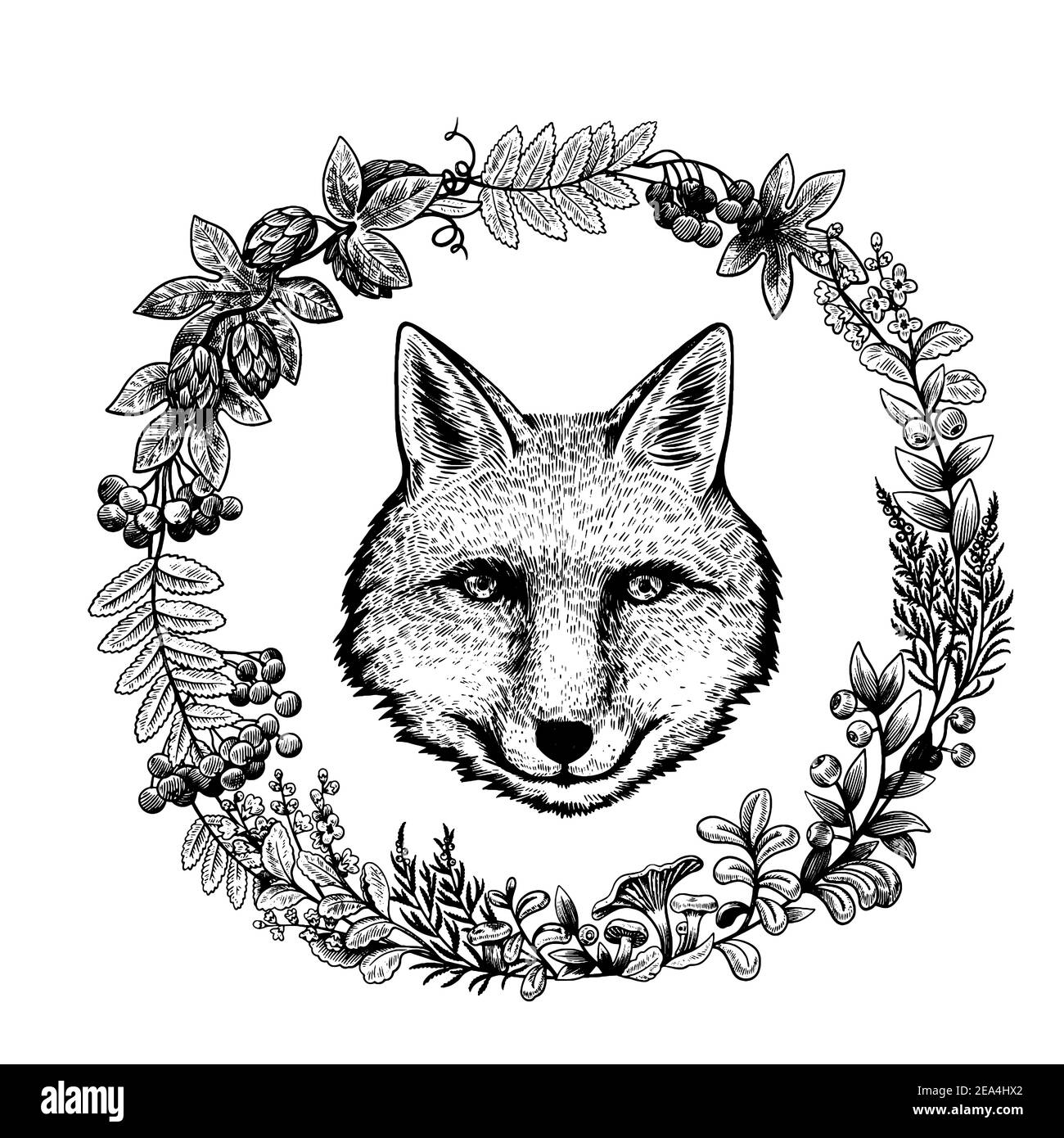 Illustrations mignonnes avec tête de renard et plantes de forêt d'encres. Dessin à la main noir et blanc en style gravure. Illustration de Vecteur