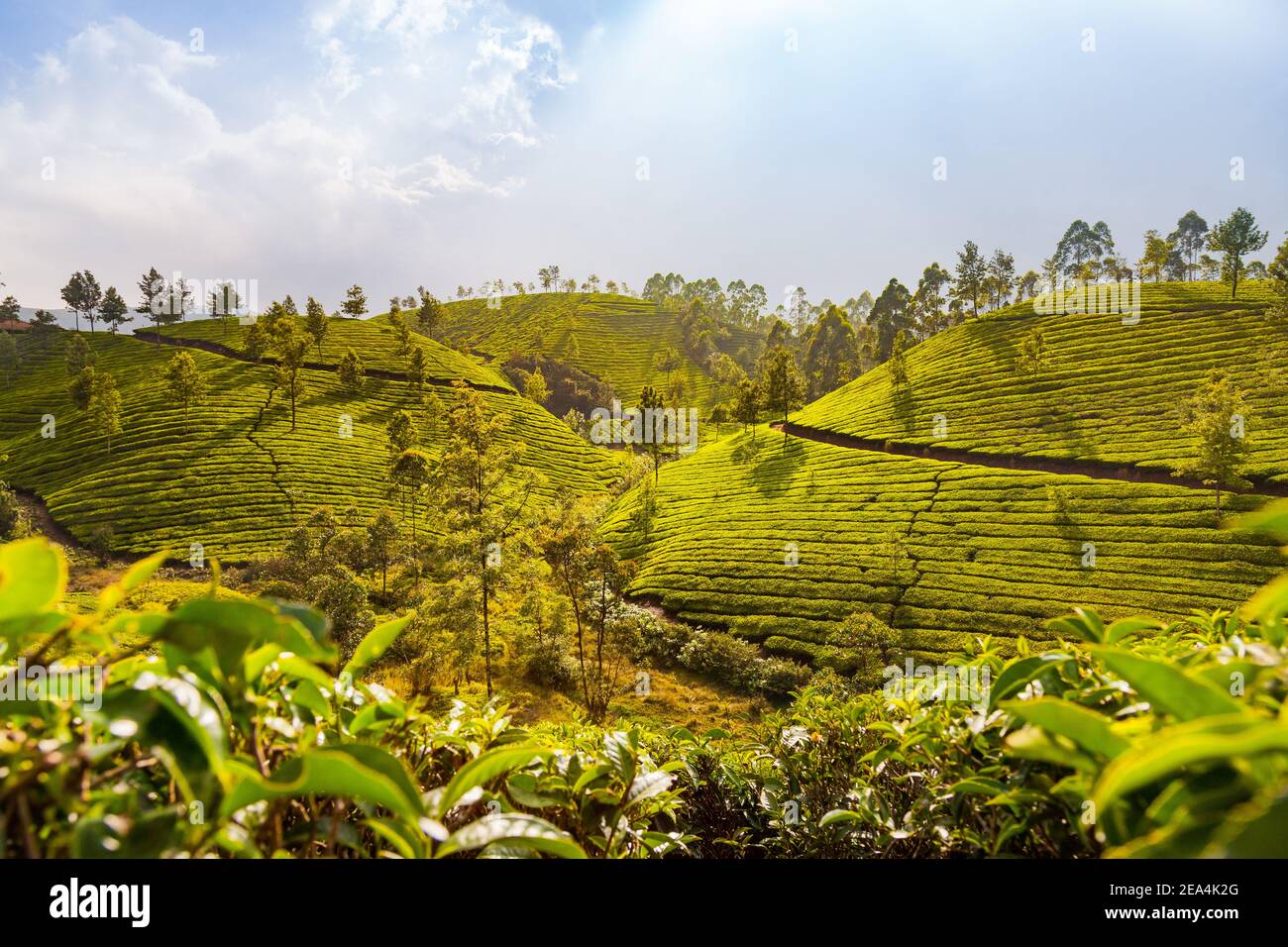 Collines de thé vert en Inde, Munnar Banque D'Images