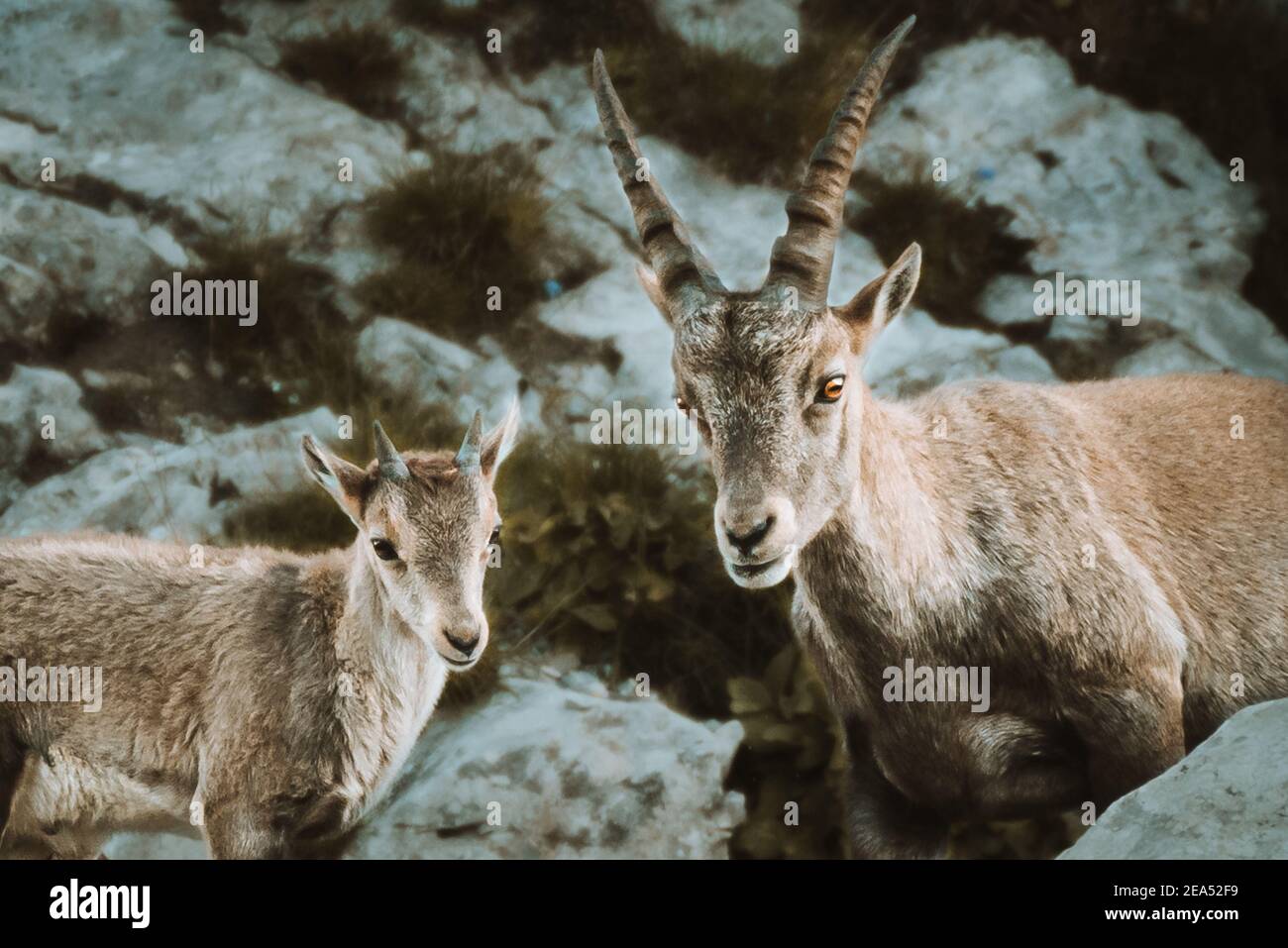 ibex à l'état sauvage dans la région de l'Alpstein à Appenzell Banque D'Images