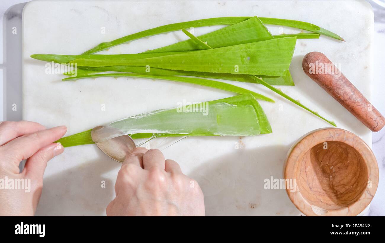 Recette maison de gommage du visage et du corps à l'aloès Vera. Les mains  de femme épluchant l'usine de vera d'aloès Photo Stock - Alamy