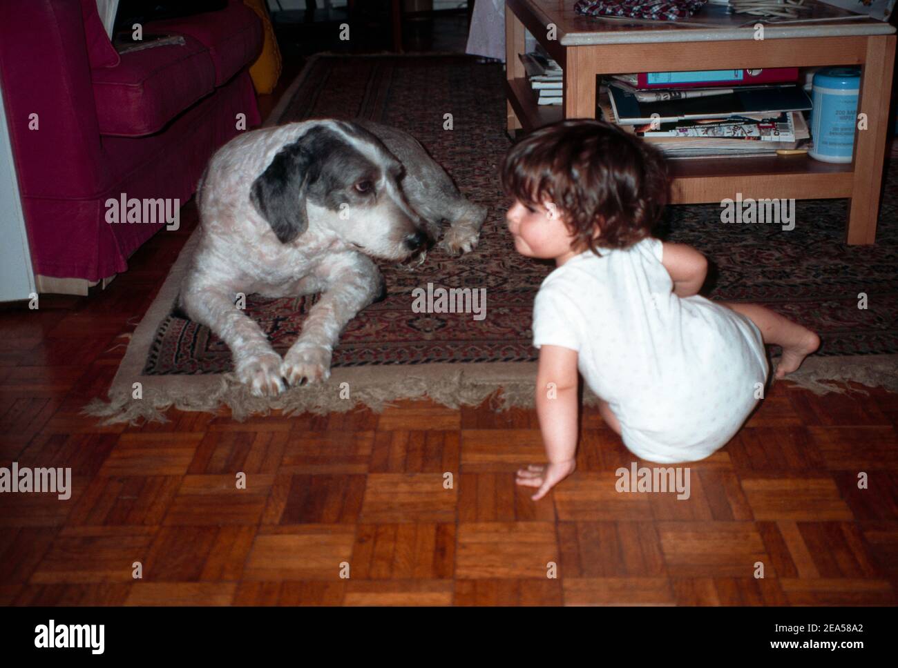 Vieux Chien De Berger Anglais Banque D Image Et Photos Alamy