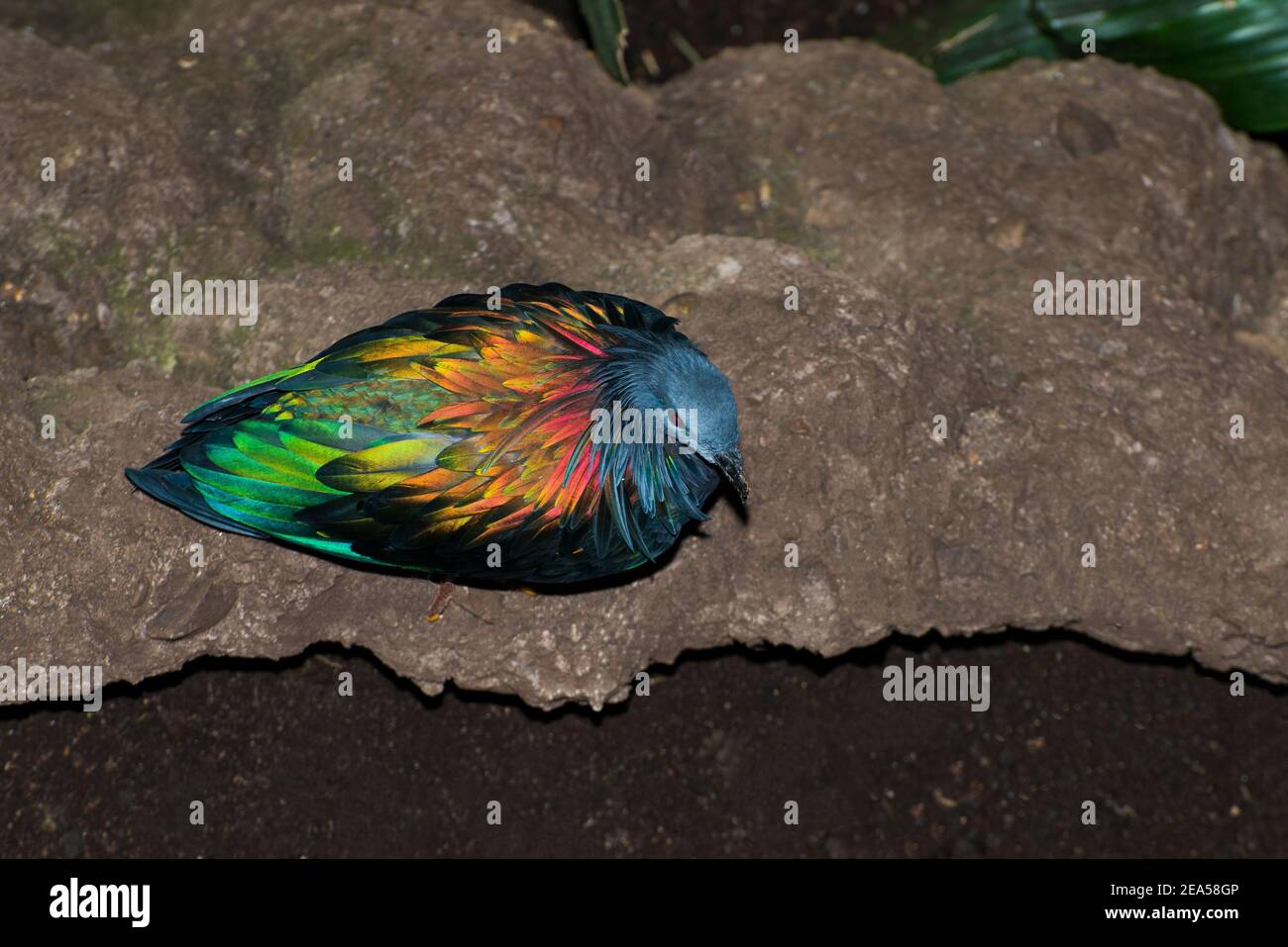 Apple Valley, Minnesota. Un terrain coloré demeure Nicobar Pigeon, Caloenas nicobarica assis sur le terrain. Banque D'Images