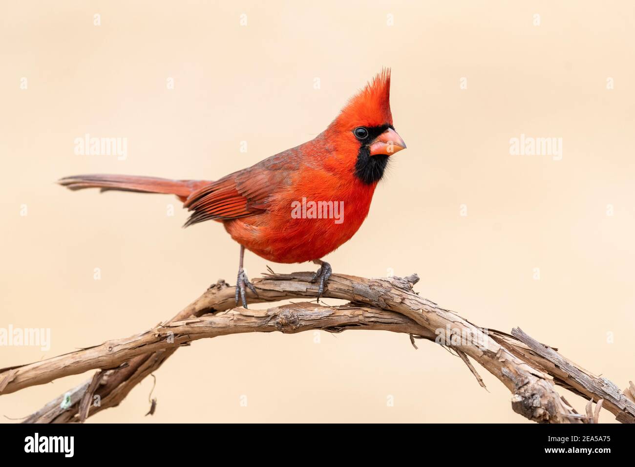 Cardinal du Nord perchée sur un membre (cardinal cardinalis), est Amérique du Nord, par Dominique Braud/Dembinsky photo Assoc Banque D'Images