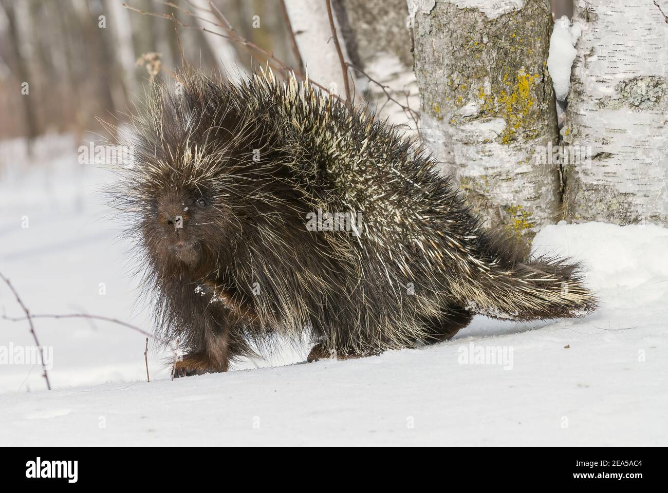 Porcupine (Erethizon dorsatum), Forêt de bouleau blanc (Betula papyrifera), E. Amérique du Nord, par Dominique Braud/Dembinsky photo Assoc Banque D'Images