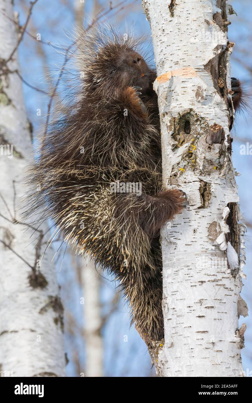 Porcupine (Erethizon dorsatum), Forêt de bouleau blanc (Betula papyrifera), E. Amérique du Nord, par Dominique Braud/Dembinsky photo Assoc Banque D'Images