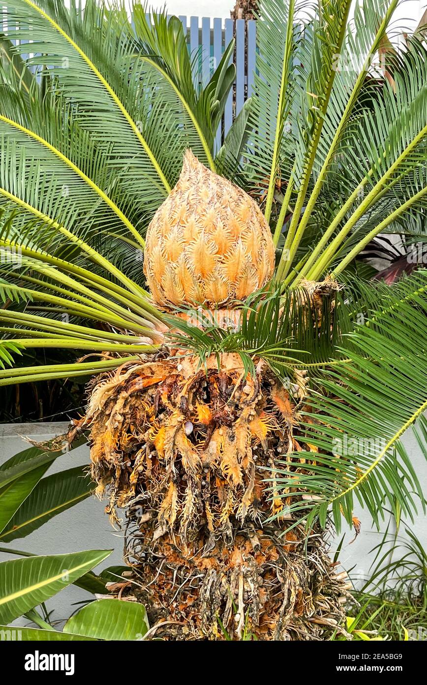 Cône doré d'une fleur ou d'une fleur femelle, du palmier sagou, Cycas Revoluta, au milieu du feuillage feulier Banque D'Images