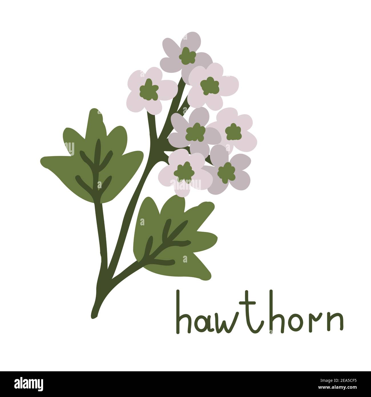 Illustration isolée de fleur de vecteur Hawthorn Illustration de Vecteur