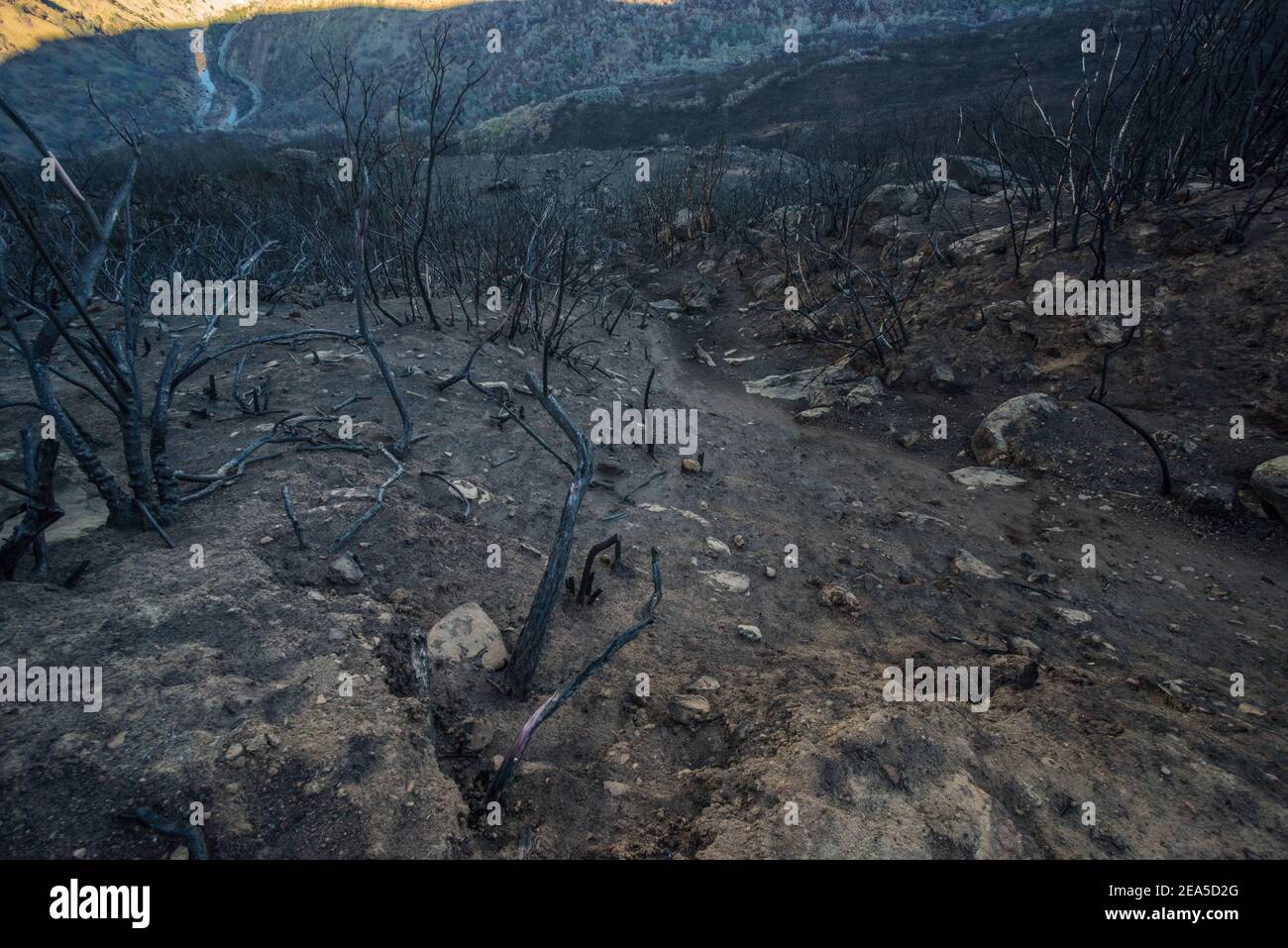Le paysage brûlé à la suite de feux de forêt dans les montagnes de la chaîne côtière de Californie, le feu a balayé la zone brûlant toute la végétation. Banque D'Images