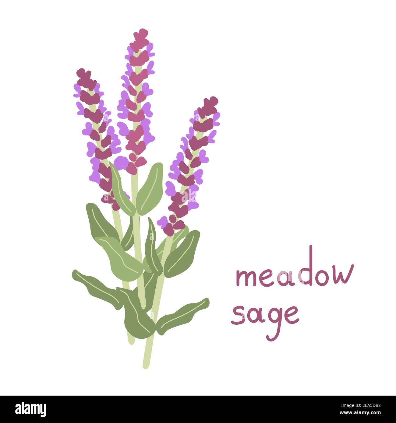 Illustration isolée de fleur à vecteur de sauge Illustration de Vecteur