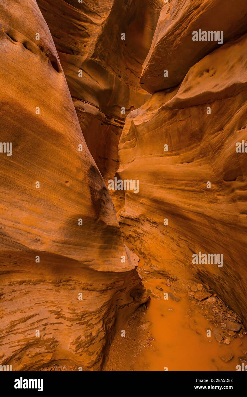 Formations de grès Navajo des narrows dans le Little Wild Horse Canyon dans le San Rafael Swell, dans le sud de l'Utah, aux États-Unis Banque D'Images