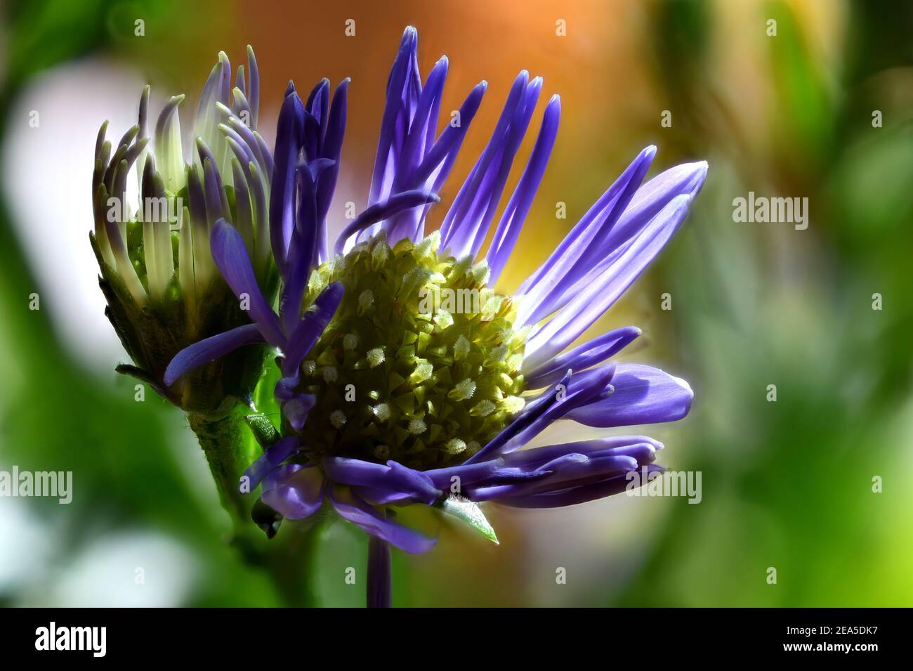 Nouveau pompon à motif araignée violet au printemps. Banque D'Images