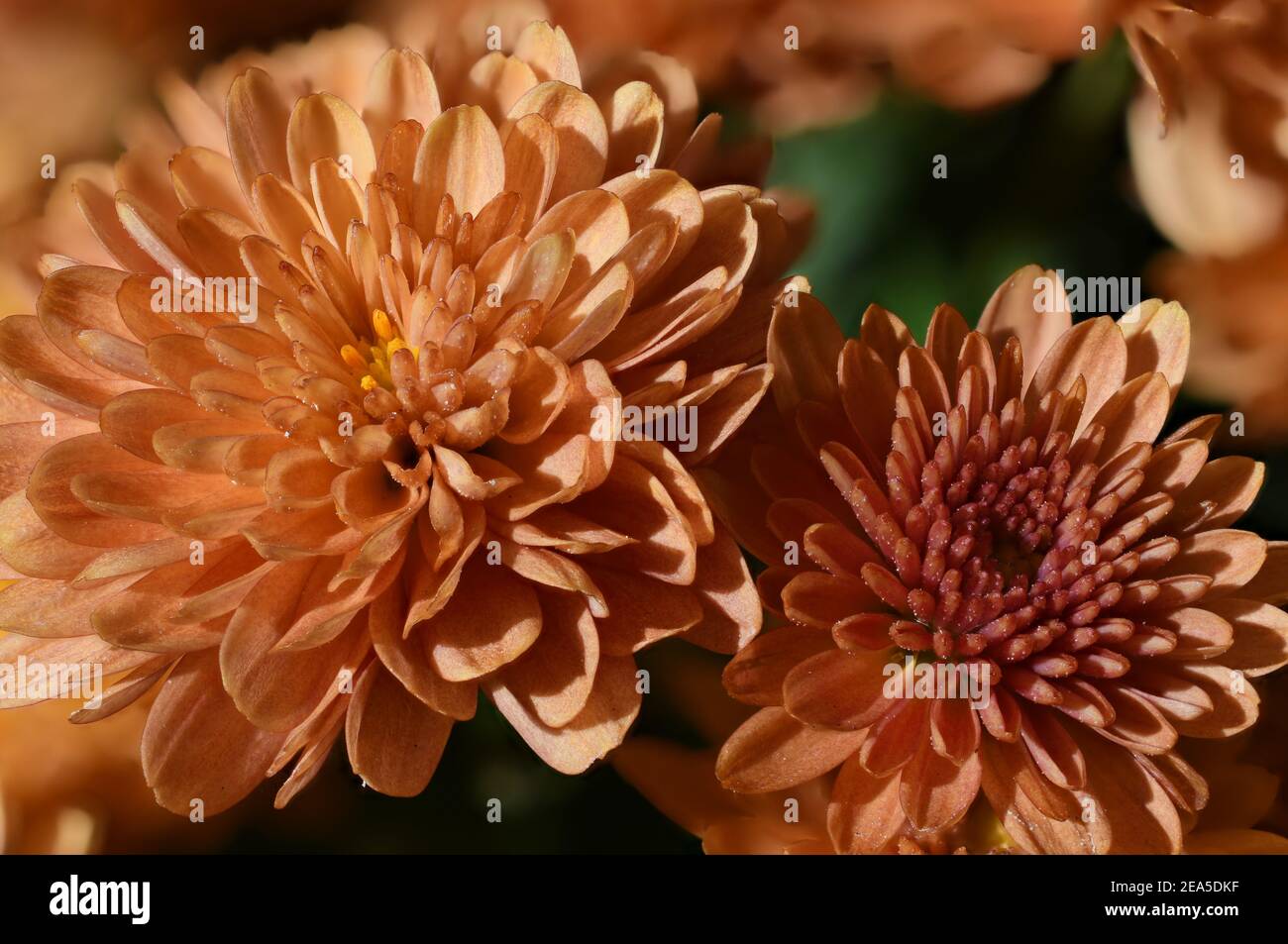 Orange et jaune Marigolds en été Banque D'Images