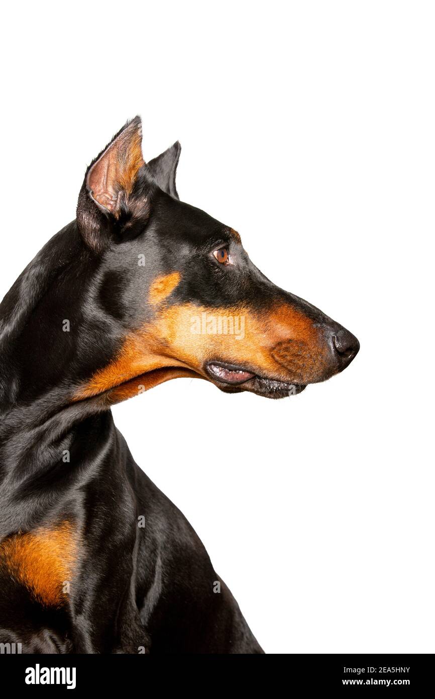 Femme Doberman Pinscher adulte Banque D'Images
